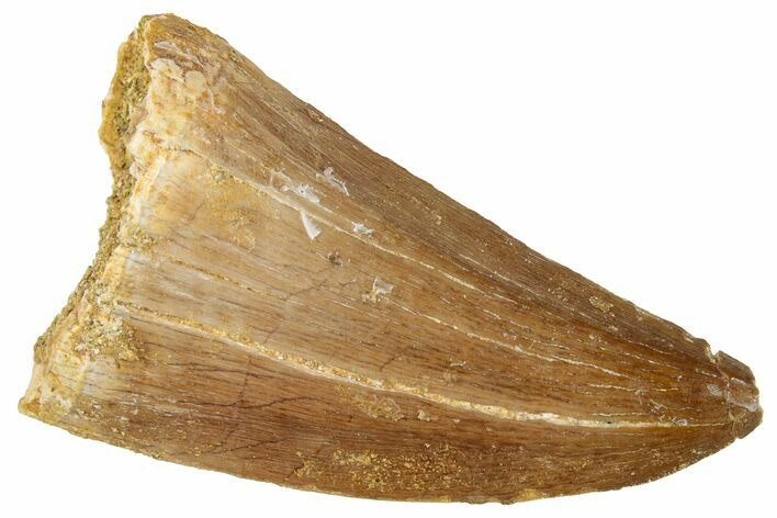 Fossil Mosasaur (Hainosaurus) Tooth - Morocco #326503